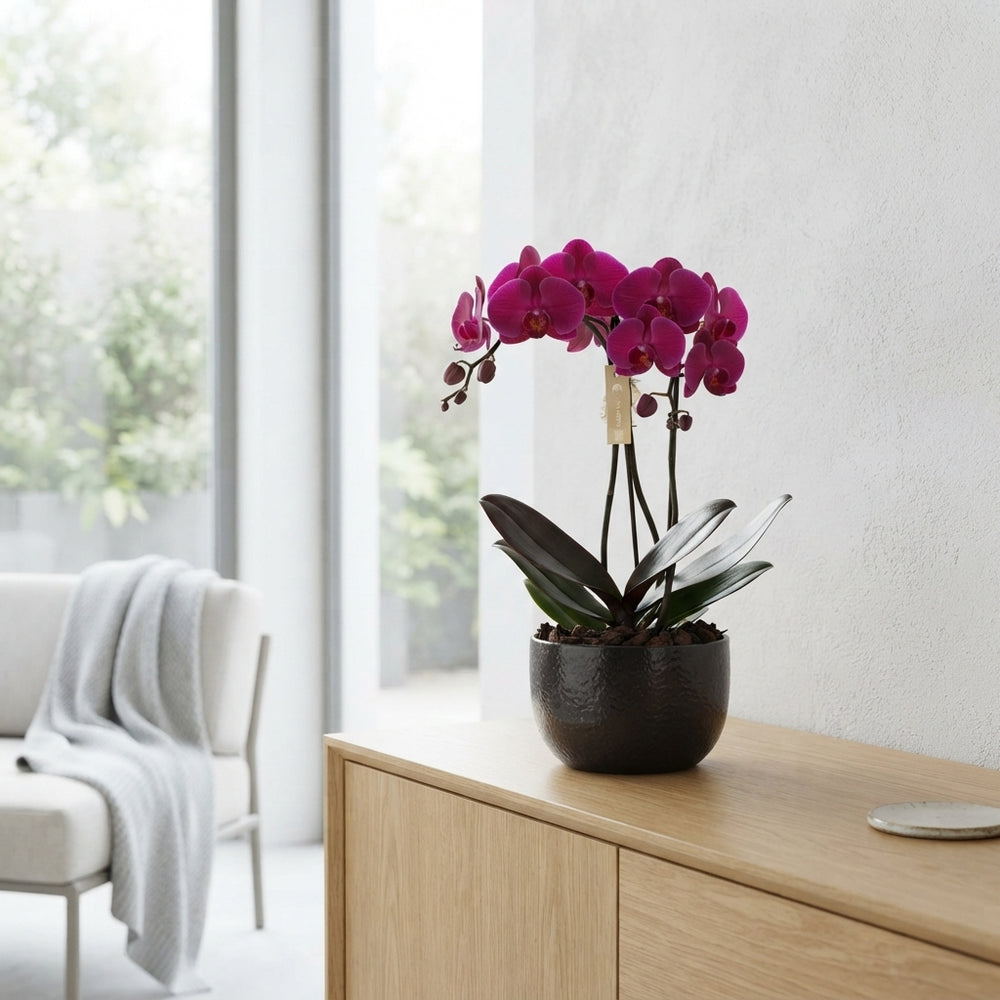 Crown Carnaval Phalaenopsis Orchid Arrangement – 26cm Black Ceramic Pot