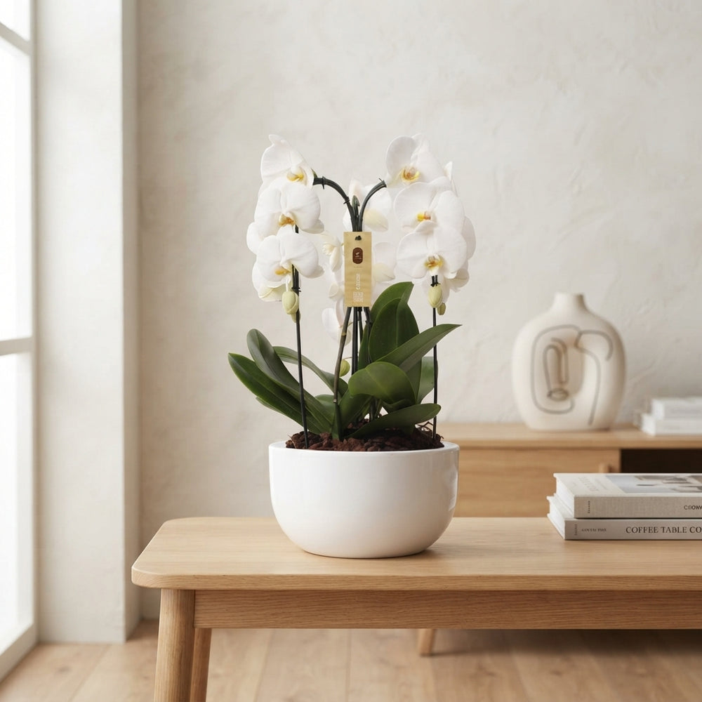 White Phalaenopsis Orchid Arrangement – 26cm Ceramic Pot