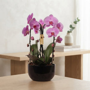 Pink Phalaenopsis Orchid Arrangement – 26cm Black Ceramic Pot