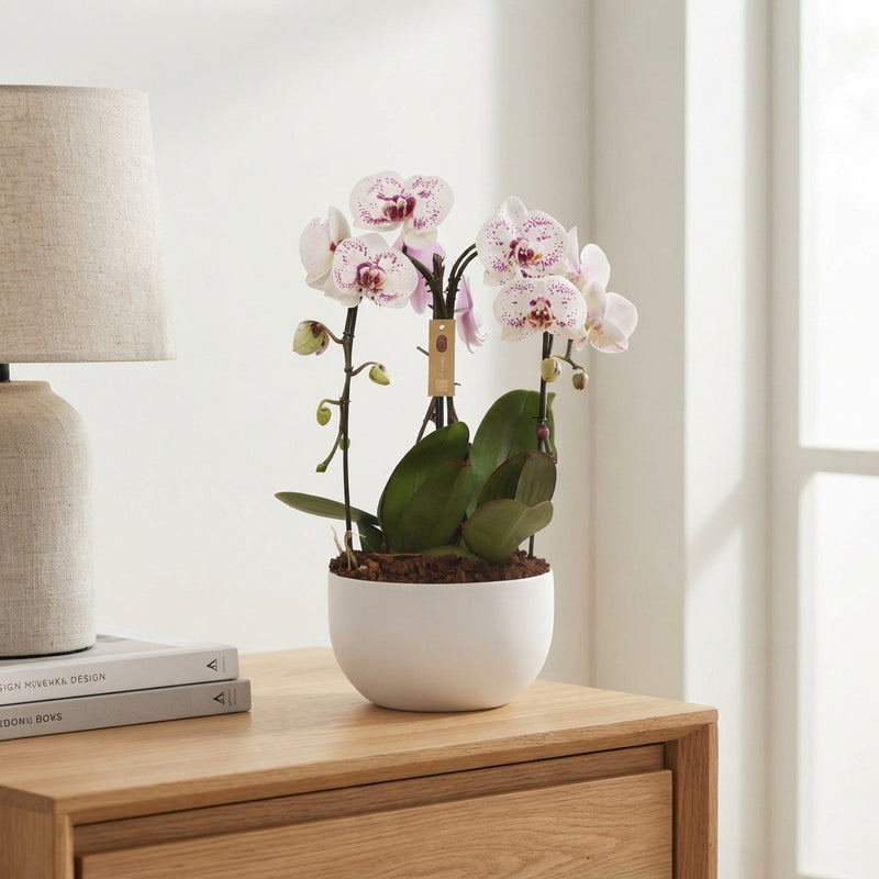 White Phalaenopsis Orchid Arrangement – 3 Stem, 26cm Ceramic Pot