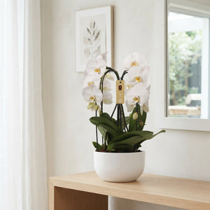 White Phalaenopsis Orchid Arrangement – 26cm Ceramic Pot