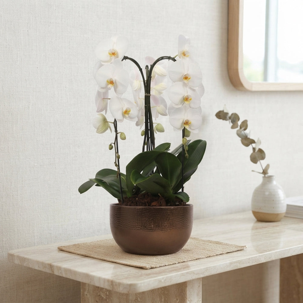 White Phalaenopsis Orchid Arrangement – 26cm Bronze Ceramic Pot