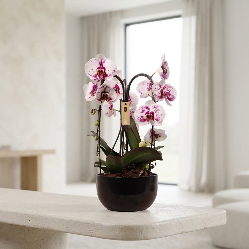 White Phalaenopsis Orchid Arrangement – 26cm Ceramic Pot