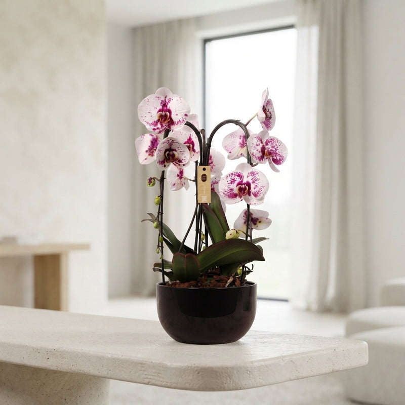 White Phalaenopsis Orchid Arrangement – 26cm Ceramic Pot