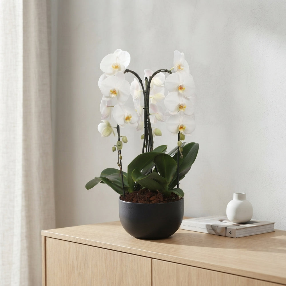 White Phalaenopsis Orchid Arrangement – 26cm Black Ceramic Pot