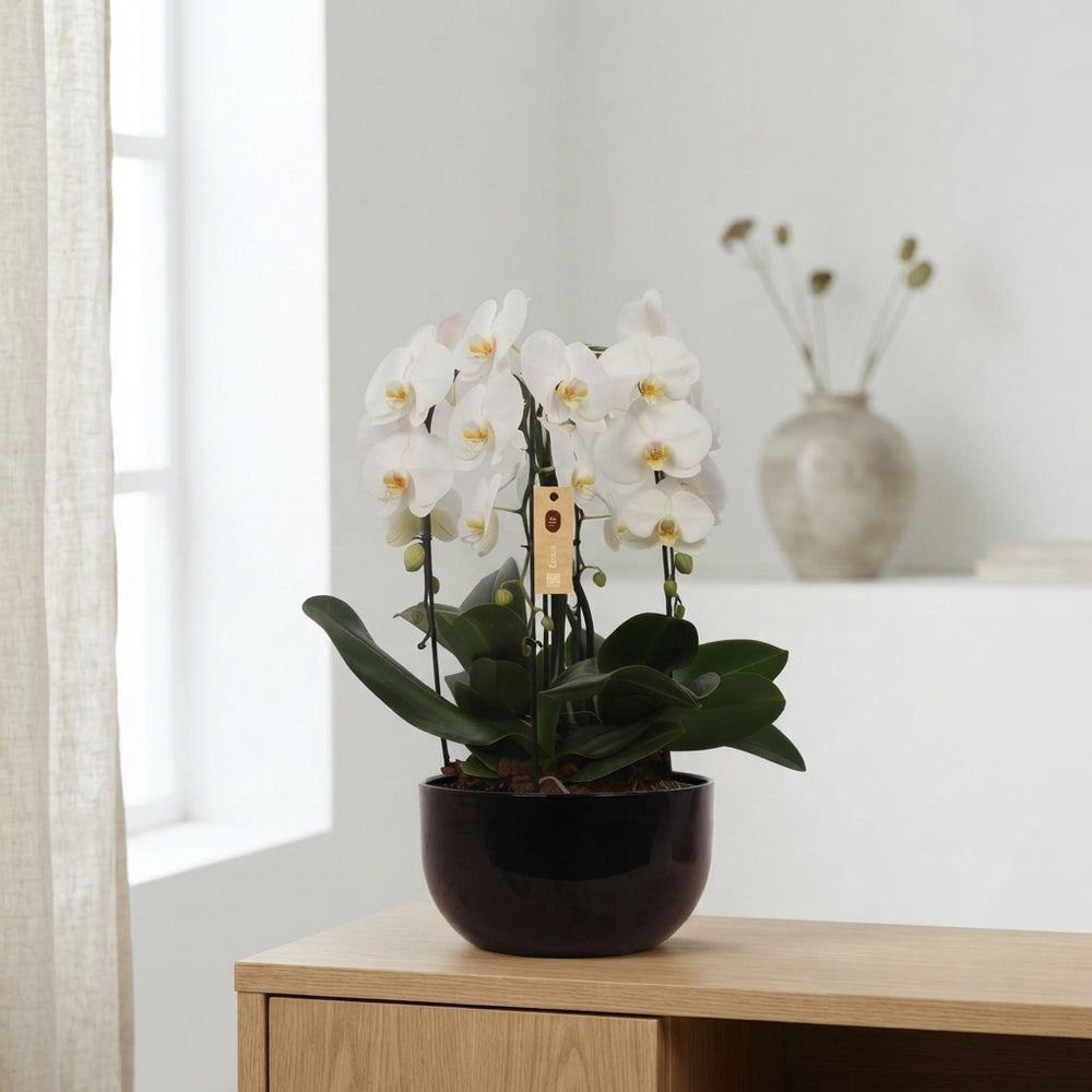 White Phalaenopsis Orchid Arrangement – 26cm Black Ceramic Pot