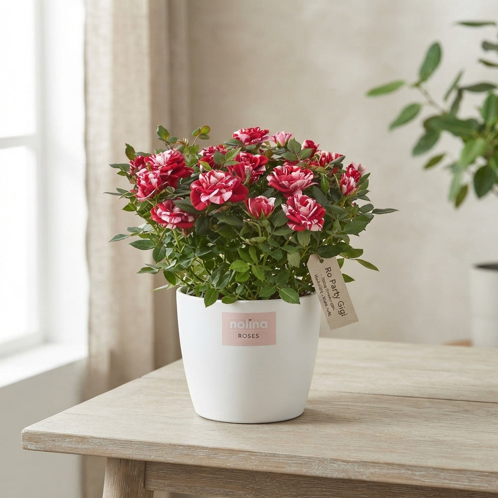 Red Rose Plant (Rosa) – 23cm Pot