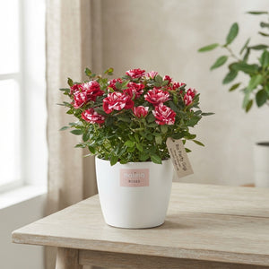 Red Rose Plant (Rosa) – 23cm Pot