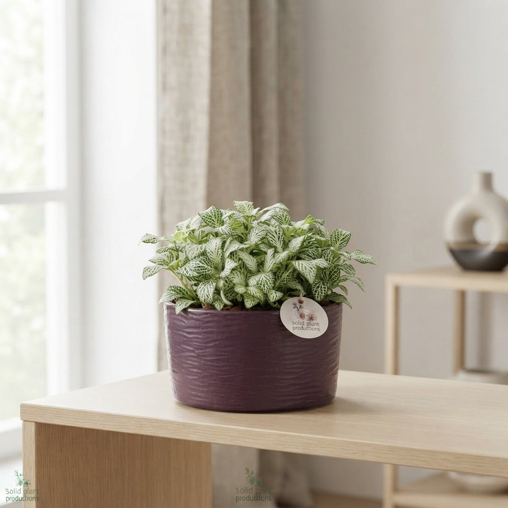 Stella Purple Orchid Arrangement – 22cm Ceramic Pot