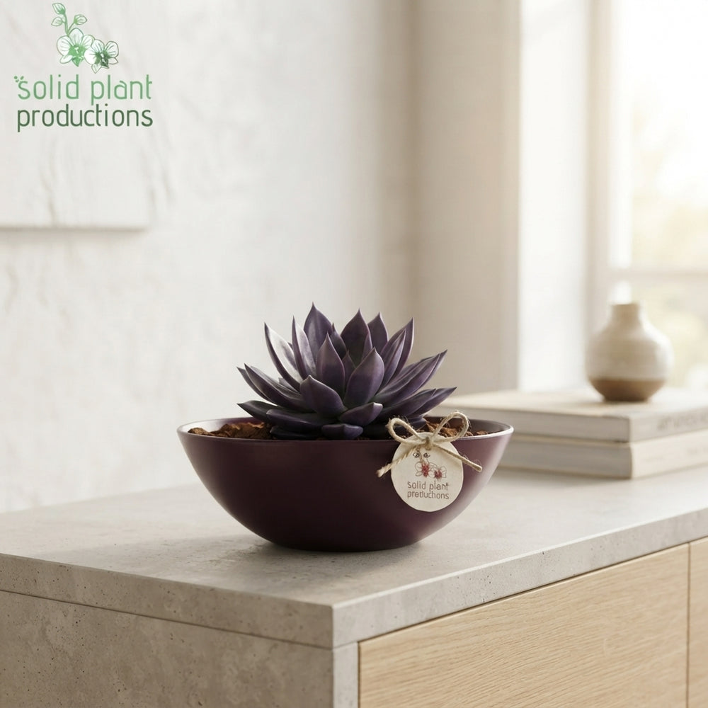 Purple Echeveria Arrangement – 22cm Oval Ceramic Pot