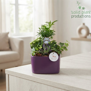 Autumn Mixed Plant Arrangement – 19cm Ceramic Pot