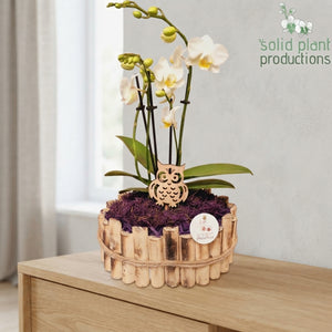 Large Autumn Red Arrangement – 30cm Square Wooden Pot