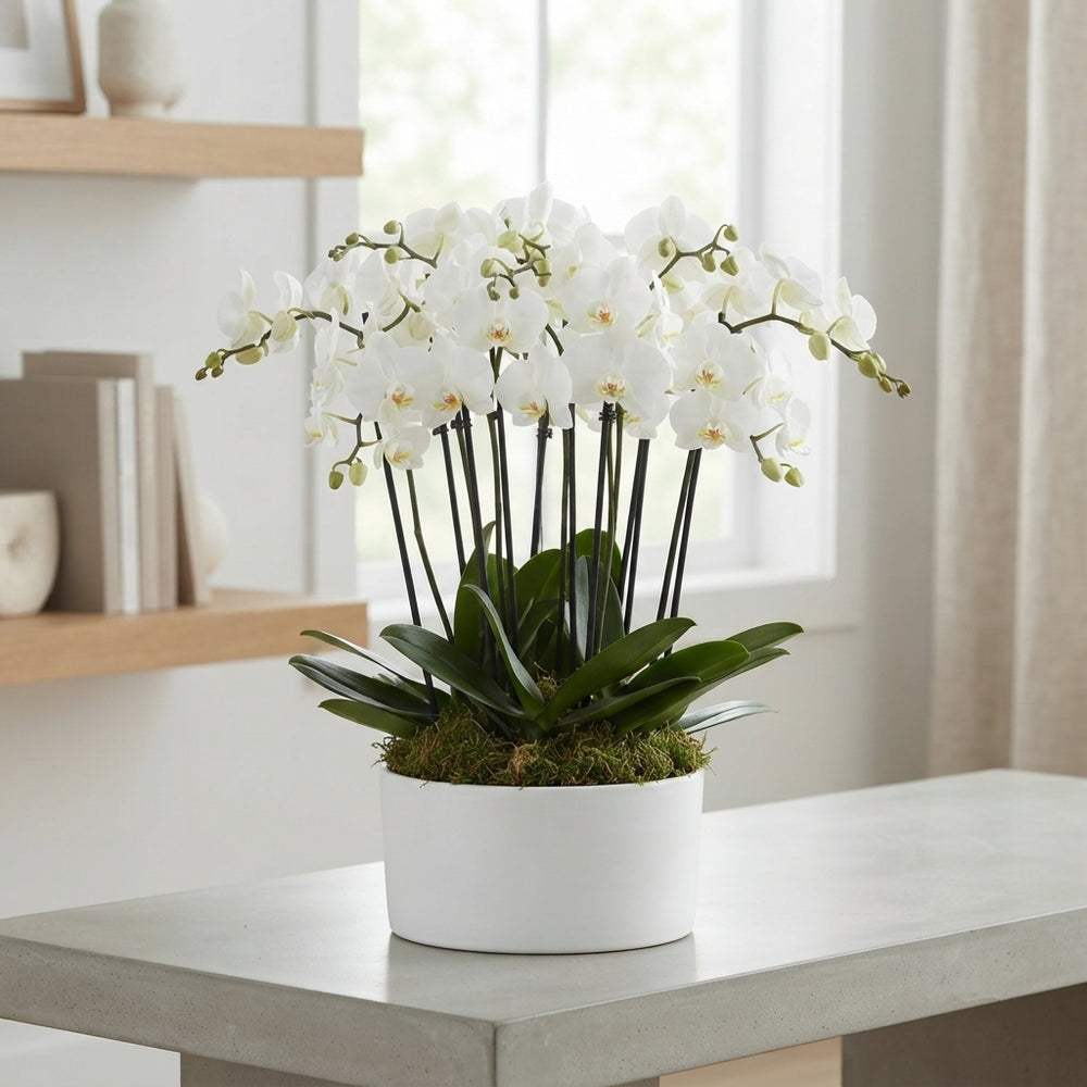 White Phalaenopsis Orchid (12 Stem) – 26cm Ceramic Pot