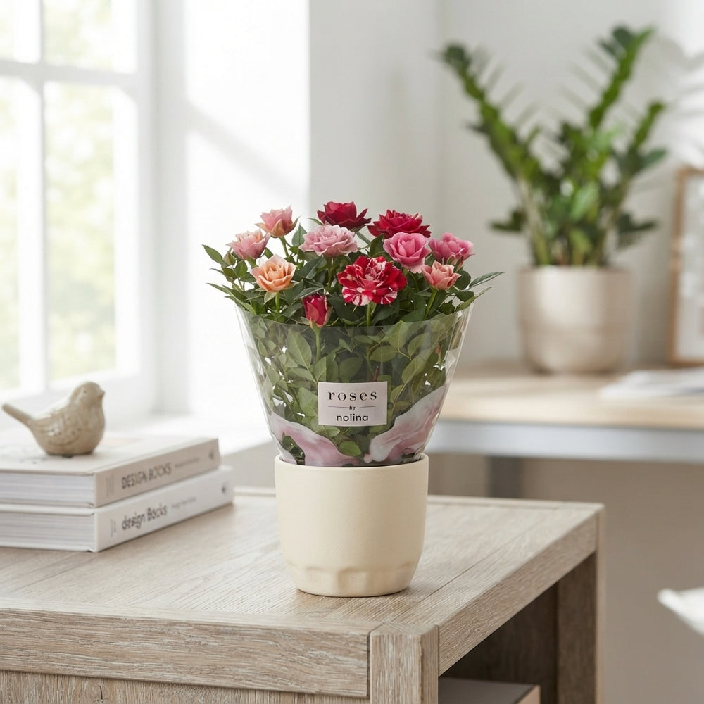 Mixed Mini Rose Plant (Rosa) – 7cm Pot