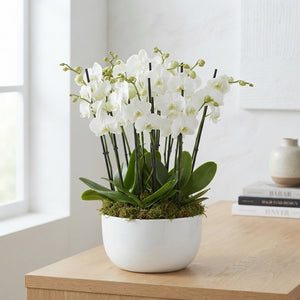 White Phalaenopsis Orchid (12 Stem) – 26cm Ceramic Pot