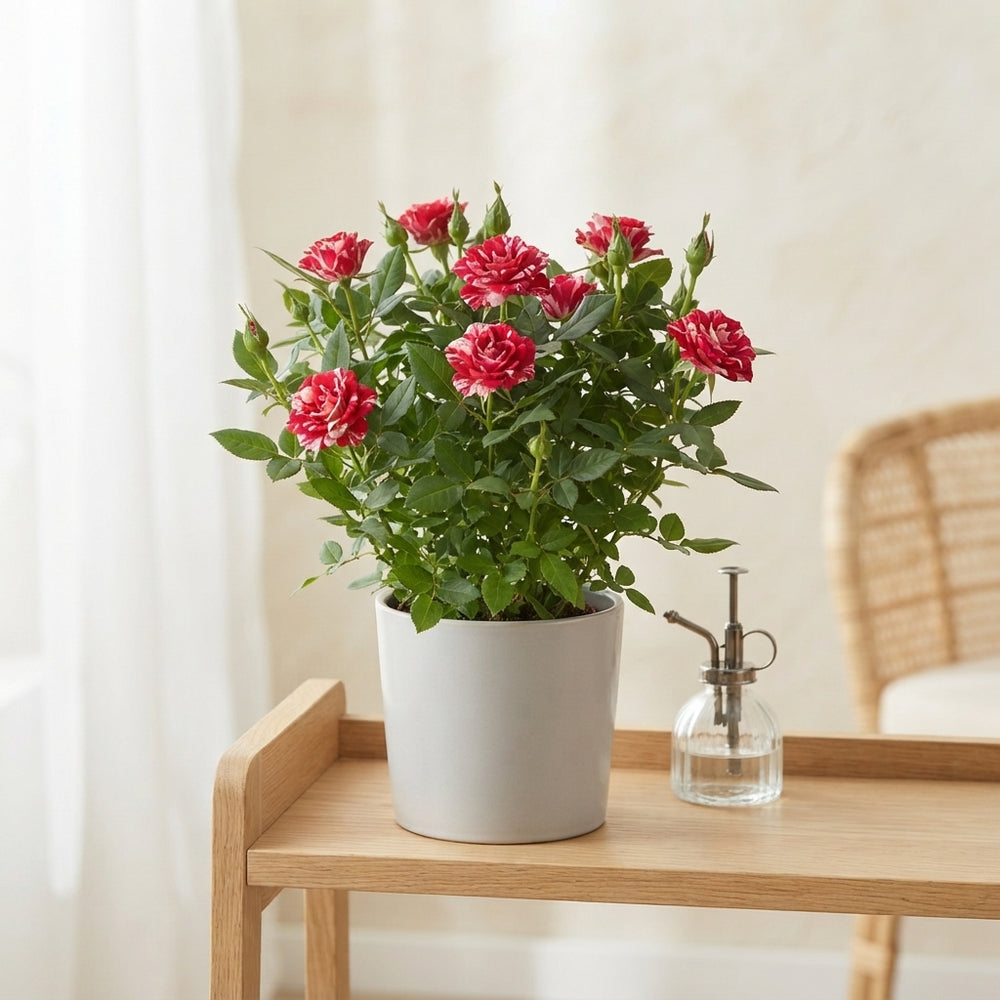 Mini Red Rose Plant – 7cm Pot