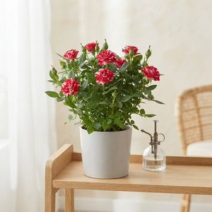 Mini Red Rose Plant – 7cm Pot