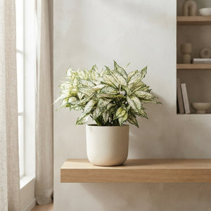 Aglaonema White Kiwi – 19cm Pot, Approx. 40cm High