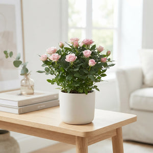 Mixed Rose Plant – 7cm Pot, 20cm High