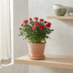 Mixed Rose Plant – 7cm Pot, 20cm High