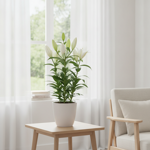 White Oriental Lily (Lilium) — 3 Stem, 17cm Pot