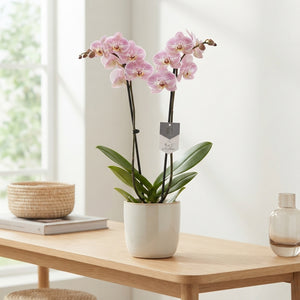 Pink Spotted Phalaenopsis Orchid – 12cm Pot