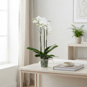White Phalaenopsis Orchid ‘Bijoux Crystal’ – 3 Stem, 15cm Pot