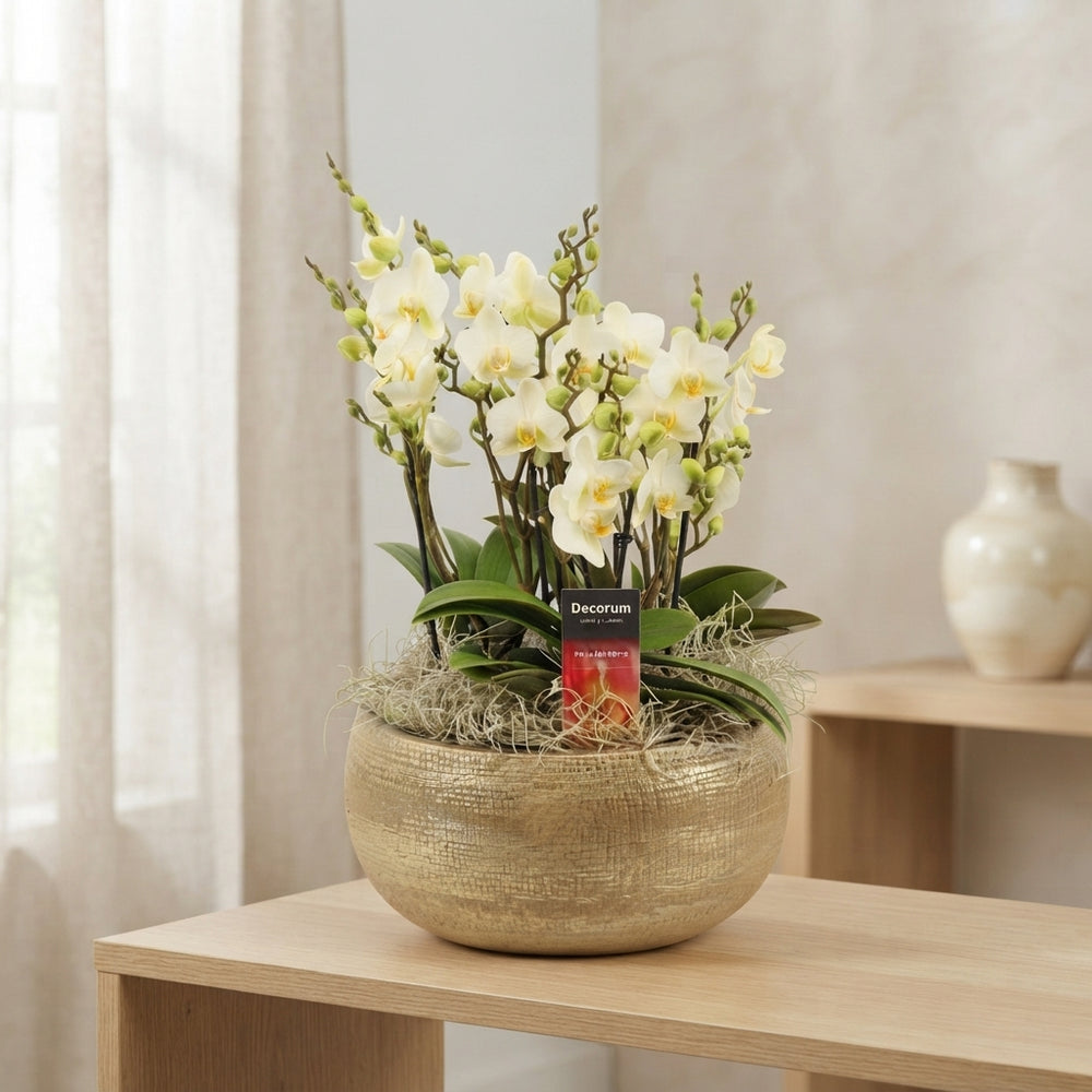 Multi-Flowering Phalaenopsis Orchid – 27cm Ceramic Pot