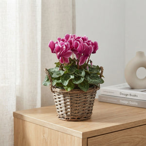 Small-Flowered Persian Cyclamen (Cyclamen persicum) – 25cm Pot
