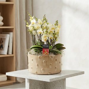 Multi-Flowering Phalaenopsis Orchid – 27cm Ceramic Pot