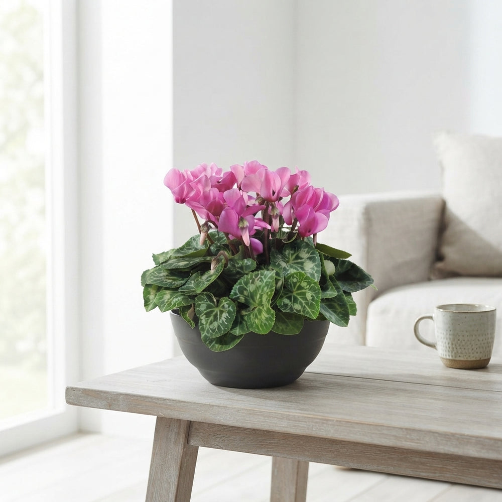 Mixed-Colour Small-Flowered Cyclamen Patio Bowl (Cyclamen persicum) – 23cm Pot