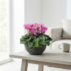 Mixed-Colour Small-Flowered Cyclamen Patio Bowl (Cyclamen persicum) – 23cm Pot