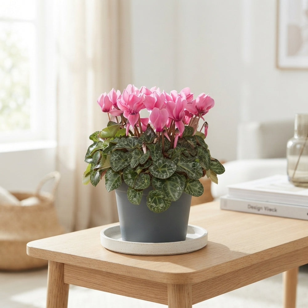 Mixed Small-Flowered Cyclamen (Cyclamen persicum) – 19cm Patio Bowl