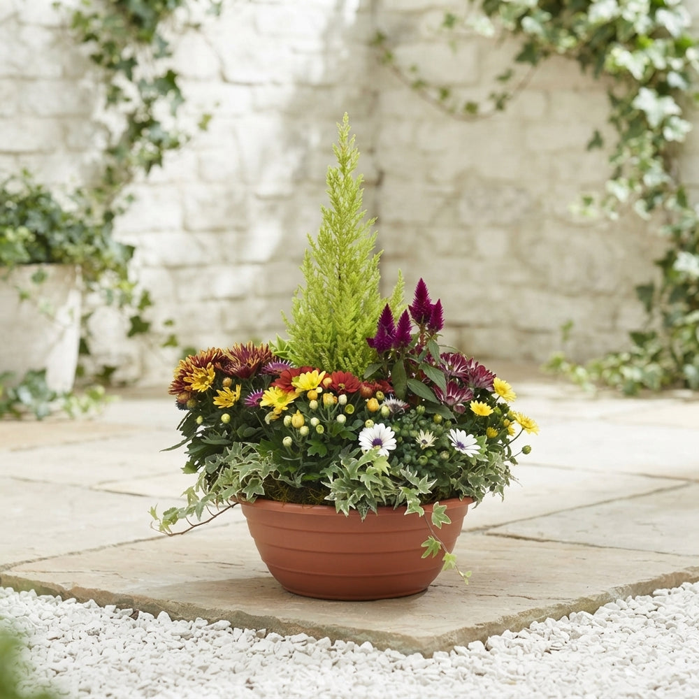 Medium Outdoor Plant Arrangement – 27cm Ornamental Pot