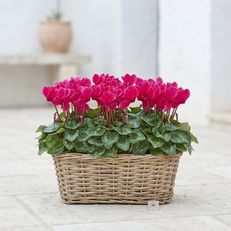 Small-Flowered Cyclamen (Cyclamen persicum) – 30cm Pot
