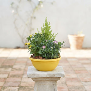 Indoor Plant Arrangement – 23cm Ornamental Pot