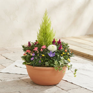 Indoor Plant Arrangement – 40cm Ornamental Pot
