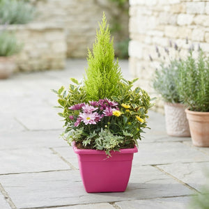 Medium Outdoor Plant Arrangement – 27cm Ornamental Pot