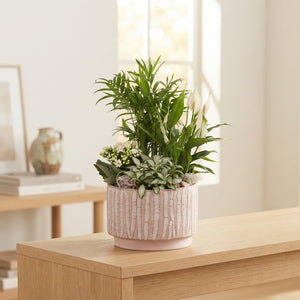 Year-Round Indoor Plant Arrangement – 20cm Natural Ceramic Pot