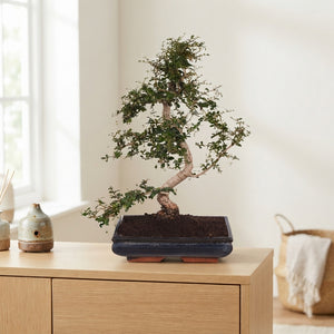 Indoor Bonsai Tree – 35cm Ceramic Pot, Approx. 65cm High