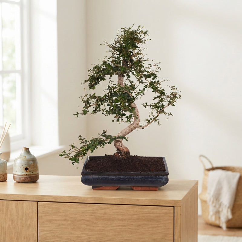 Indoor Bonsai Tree – 35cm Ceramic Pot, Approx. 65cm High