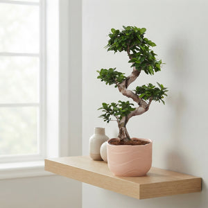 Ficus Ginseng Bonsai – 24cm Ceramic Pot, 70cm High