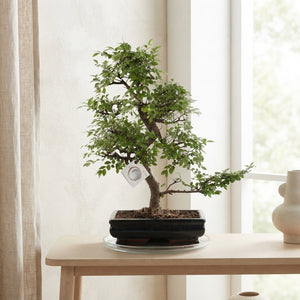 Indoor Bonsai Tree – 35cm Ceramic Pot, Approx. 65cm High