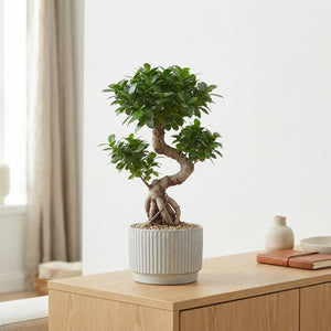Ficus Ginseng Bonsai – 24cm Ceramic Pot, 70cm High