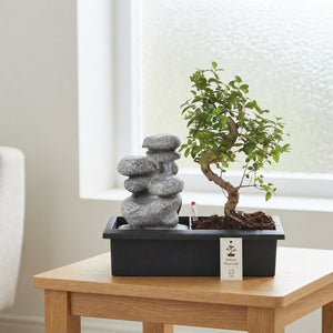 Indoor Waterfall Bonsai – 29cm Pot