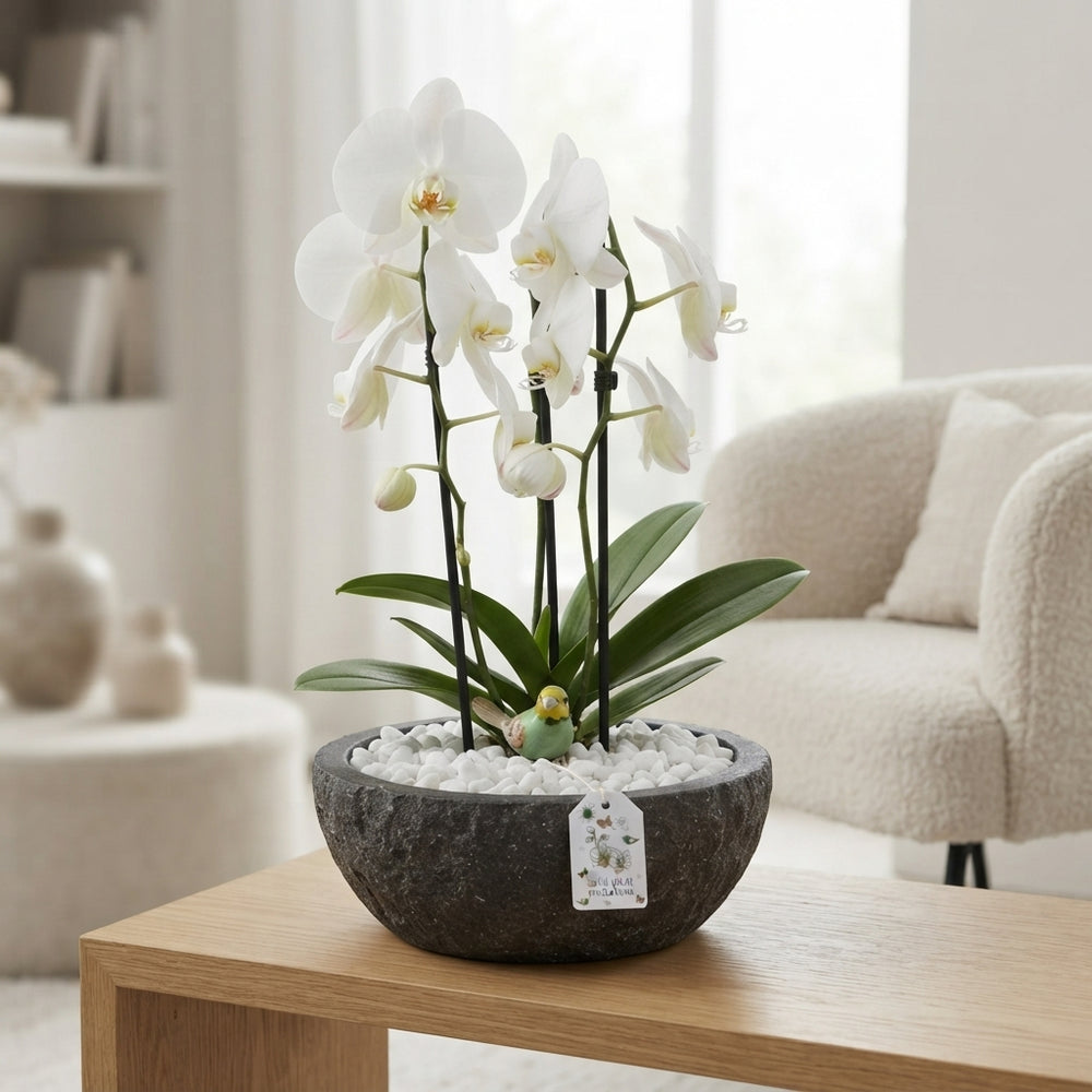 White Orchid Arrangement – 32cm Stone Pot