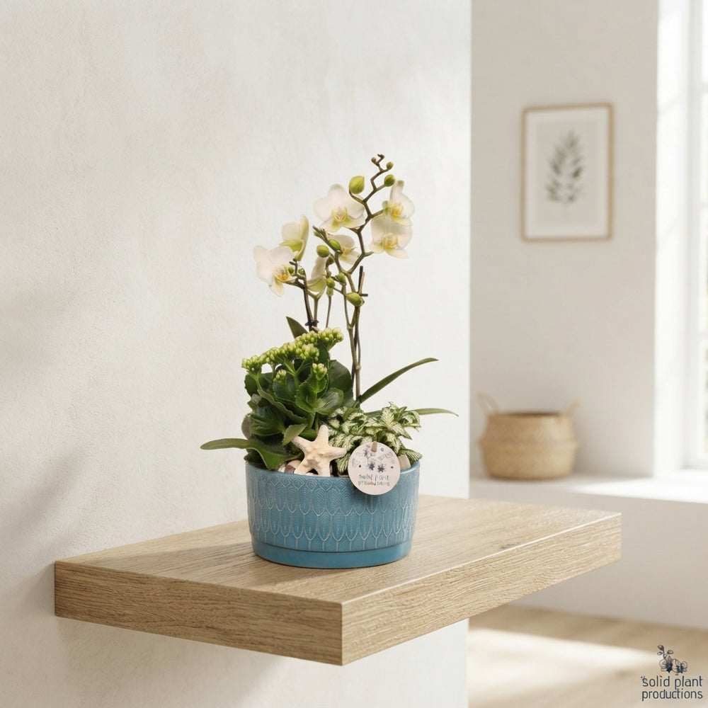 Sarah Navy Phalaenopsis Orchid Arrangement – 19cm Ceramic Pot