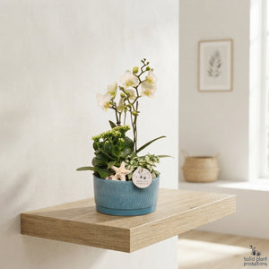 Sarah Navy Phalaenopsis Orchid Arrangement – 19cm Ceramic Pot