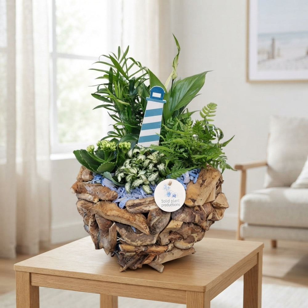 Blue Driftwood Plant Arrangement – 31cm