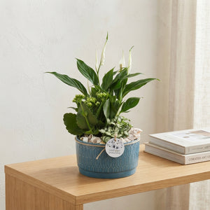 Sarah Navy Peace Lily (Spathiphyllum) – 19cm Ceramic Pot